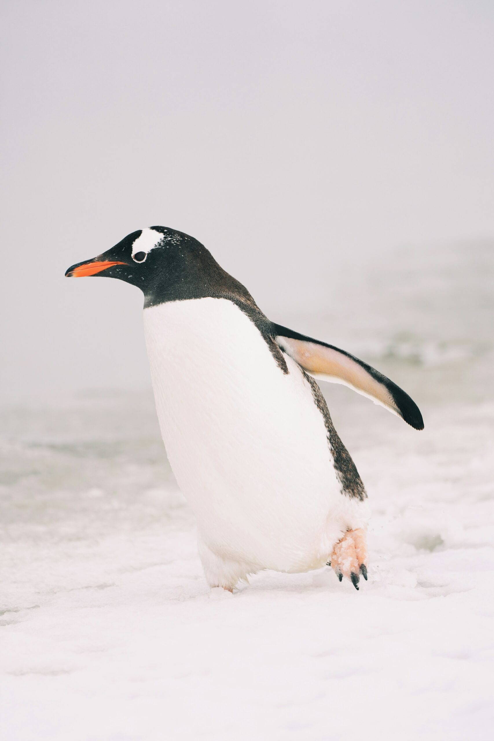 フリーダムペンギン